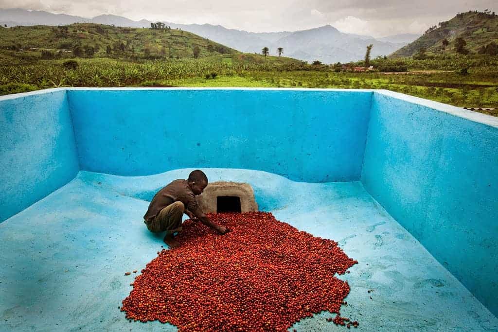 coffee farmer